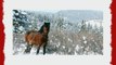 Pferde 10045 Pferde im Schnee Wasserfest Neopren Weich Zip Geh?use Computer Sleeve Laptop Tasche