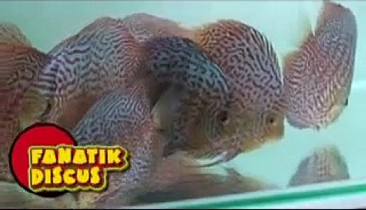 reportage Guarani discus import de discus (Report about a discus importer)