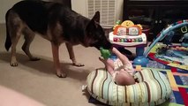Ce chien adore faire rire ce bébé