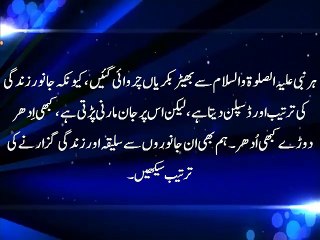 جانوروں سے سلیقہ اور زندگی گزارنے کی ترتیب سیکھیں