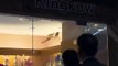 Hong Kong_ Wild boar smashes through shop ceiling - BBC News-copypasteads.com