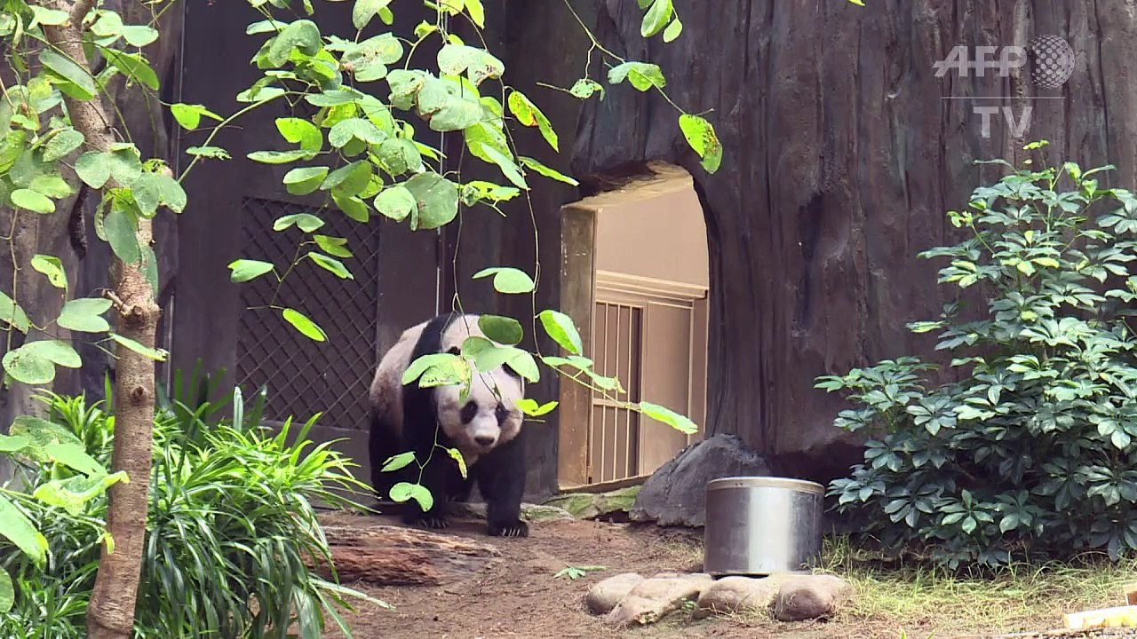 Rekord-Panda feiert 37. Geburtstag