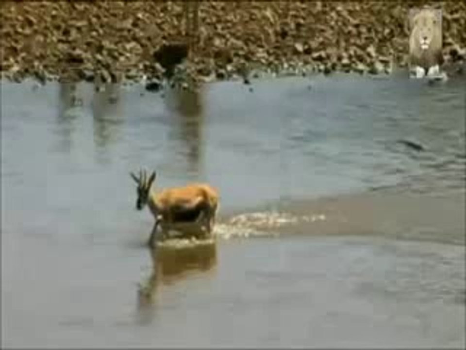 Animal attack