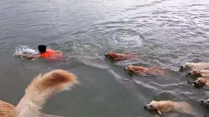 Swimming With Golden Retrievers