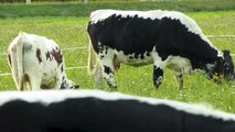 Alte Nutztierrassen Folge 6: Pustertaler Sprinzen, bedrohte Rinder Rasse, Tiere Dokumentation, Tirol