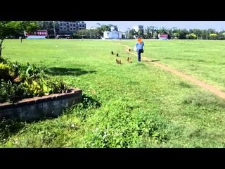 How Many DOGS Can you Fit on One SCOOTER?