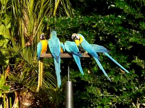 Blue-and-yellow Macaws at Coral Gables, Florida 13 Feb 2009