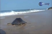 Arriban a playas de Michoacán tortugas golfinas