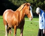 Equine Facilitated Therapy