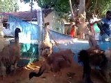 Madhu Emu Farming Tamil nadu Video02