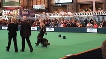 Crufts 2009 Bitch Obedience Championship - Linda & Denim