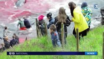 500 dauphins et baleines pilotes massacrés aux Île Féroé