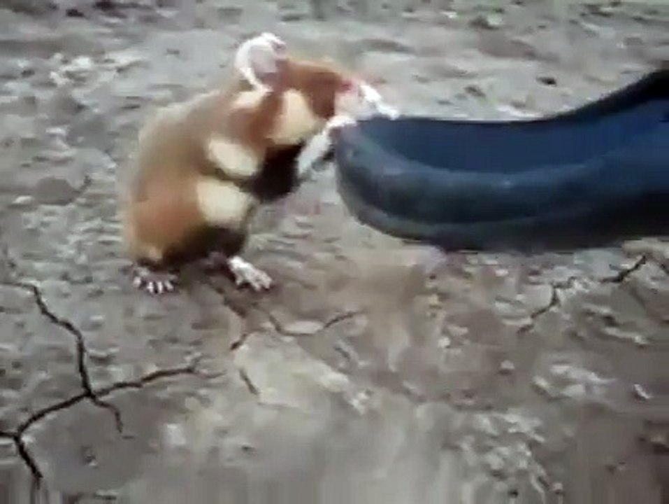 Hamster sauvage très très agressif