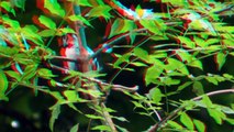 Great Spotted Woodpecker Chick in 3D  ( Red Cyan 3D Glasses Required )
