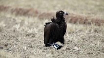 5d Mark2 동영상 - 독수리 Cinereous Vulture[Black Vulture]