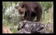 Grizzly Bears vs Wolves   Bear Fights Wolf Animal Nature Wildlife Documentary Full