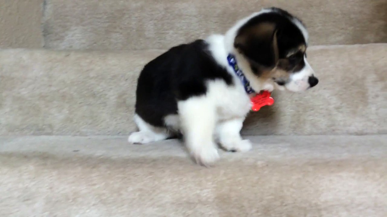 Un bébé chien Corgi essaie de descendre les escaliers