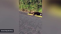 Picture Showing Road Lines Painted Over Dead Cat Under Investigation