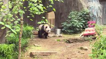 Panda mais velha em cativeiro comemora 37 anos
