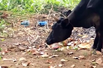 RABIES IN CATTLE VIDEO BY DR.LAL.G