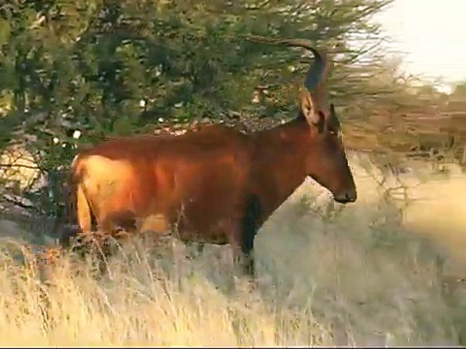 Mokala Nat Park, South Africa