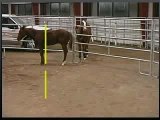 Foal Handling