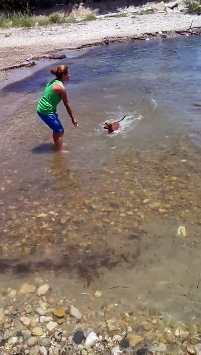 funny dog