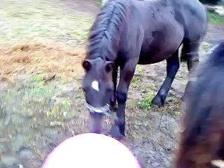 Korell & Orion: Spaß mit dem Gymnastikball 🏀