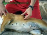 English bulldog cardiopulmonary resuscitation www.higiabull.es
