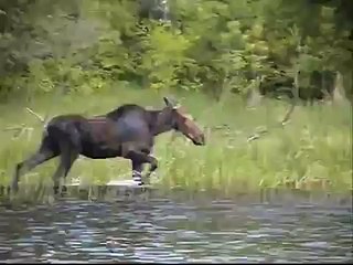 AYI YAVRU GEYİĞİ ÖLDÜRÜYOR