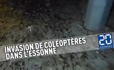Un village envahi par des milliers d'insectes dans l'Essonne