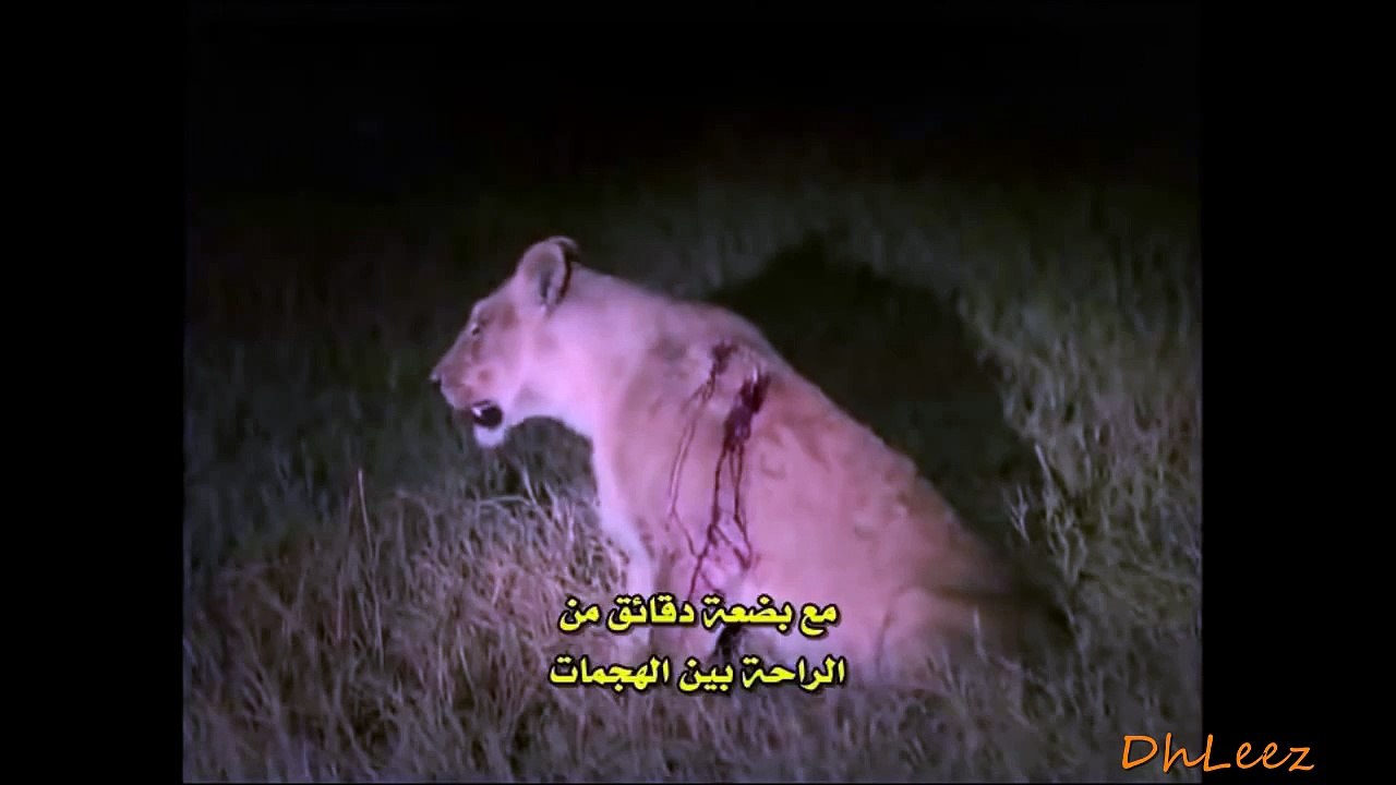 معركة شرسه بين الأسود أنفسهم والمستفيد منها الضباع