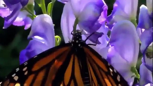 Discovery Channel Animals Discovery Channel Documentary Butterfly Documentary 2015 HD f134 mp4