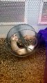 Crazy mice at Petco! Not really sure the wheel is a group event.
