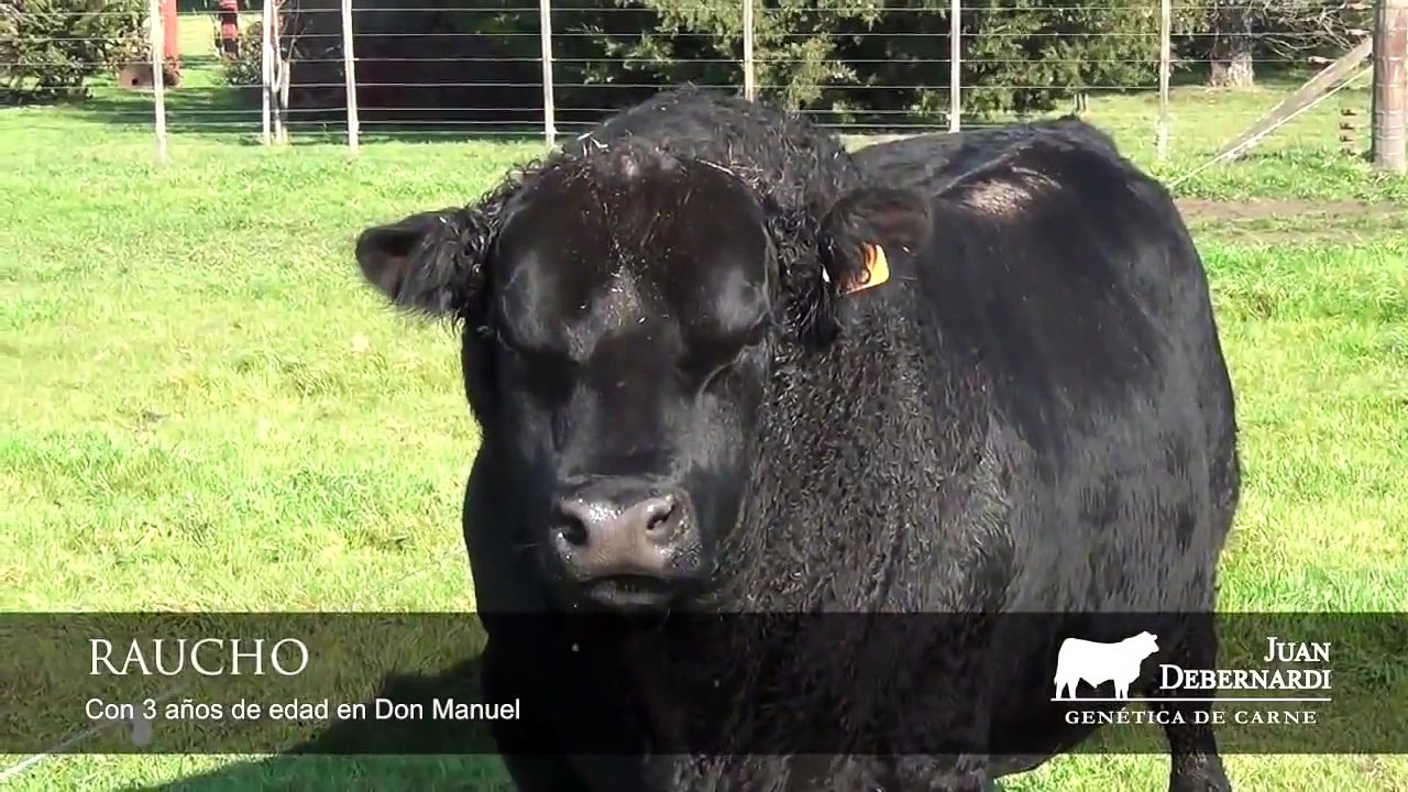 JUAN DEBERNARDI SRL - RAUCHO - ANGUS NEGRO