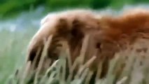 Animals Documentary   Grizzly Bear Ultimate Competition   Bears Documentary National Geographic