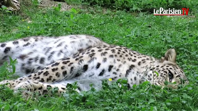 Simbad, une panthère du Parc des félins, relâché dans la nature