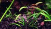 [1080p HD] Kribensis FRY ! egg fish tank aquarium biotope amazon malawi tanganyika tropheus care