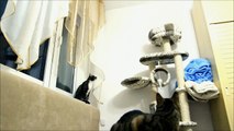 Cats vs Mini Quadcopter
