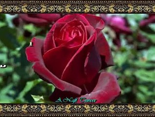 Turgay KIZILTUĞ *Bir Kızıl Goncaya Benzer Dudağın*