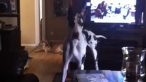 Great Dane seriously confused by wolf howling sounds