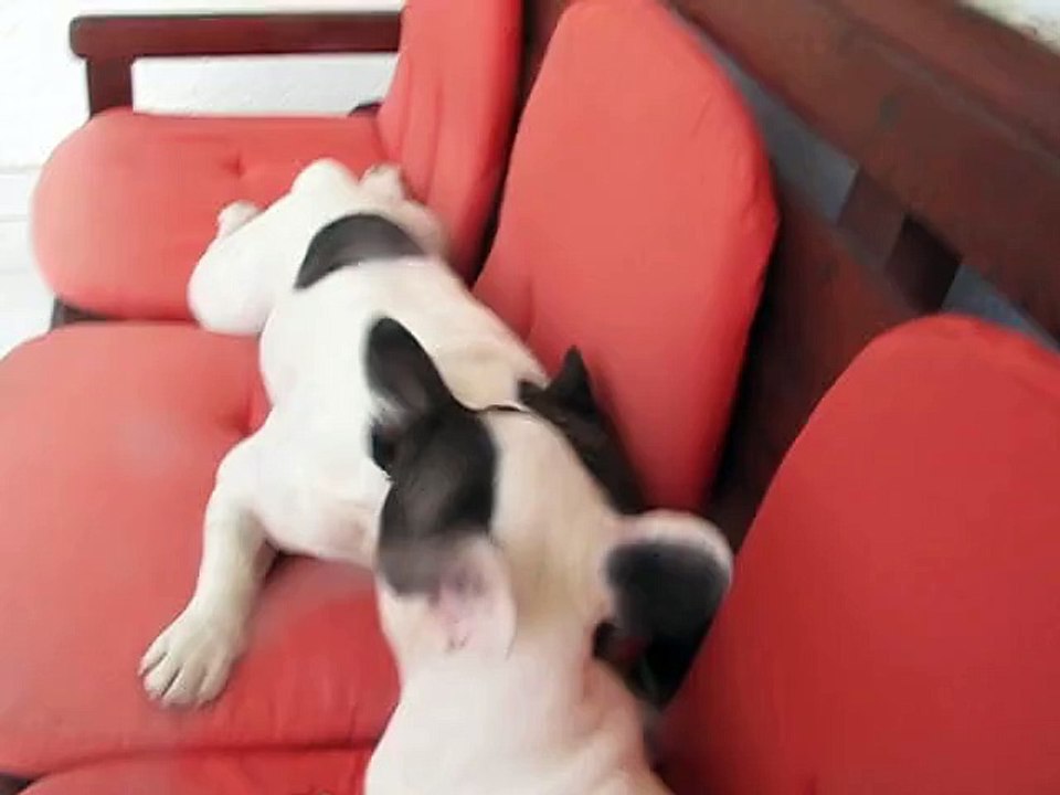 French Bulldog puppy argues with dad