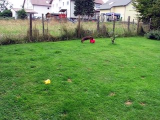 Dackel mit Welpen (Kaninchendackel)