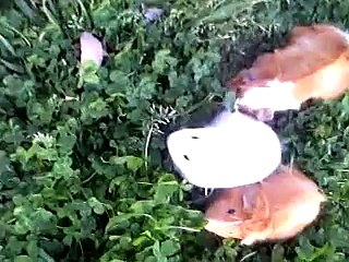 guinea pig モルモットのお散歩（無修正ノーカット版）携帯撮影転地逆編ｗその１