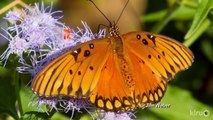 Native plant garden design|Lynne & Jim Weber|Central Texas Gardener