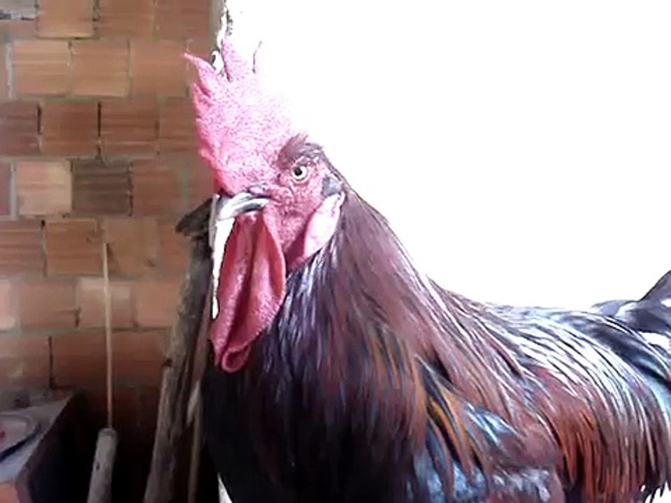 O CANTO/CANTAR DO GALO ZIDANE