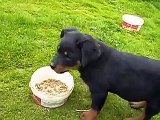 German Shepherd -  Rottweiler puppies