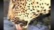 11Oct08 WildEarth pm Drive male leopard