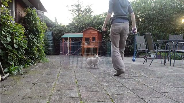 Hoe een konijn leren trainen in een open omgeving