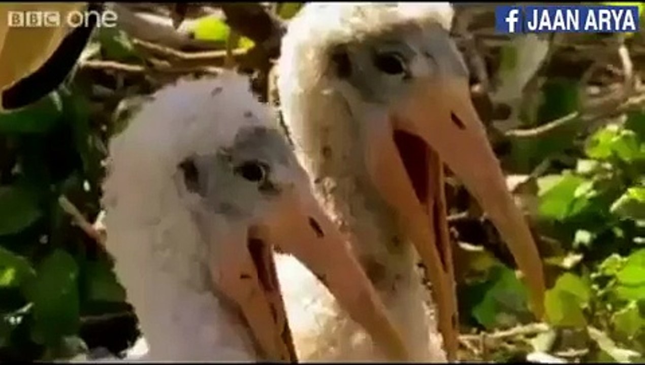 animals funny amazing silly best new video cute dogs cats monkey funniest animals